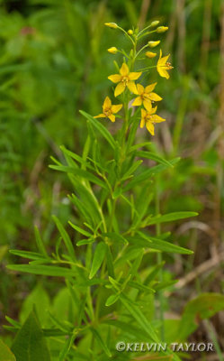 Lysimachia loomsii 1