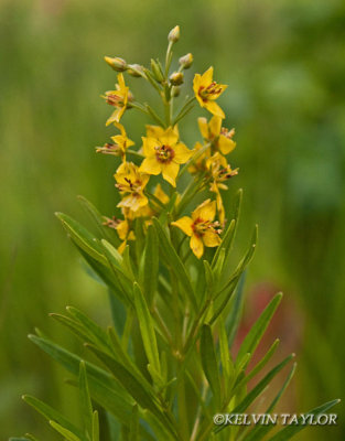 Lysimachia loomsii 2