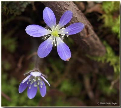 Wildflowers of North Carolina: Spring Bloomers (March - May)