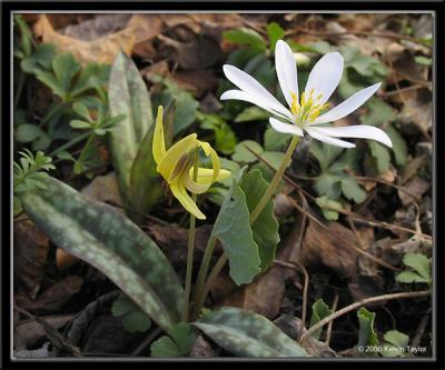 Bloodroot and Trout Lily