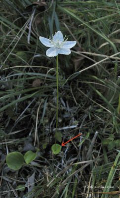 Parnassia caroliniana