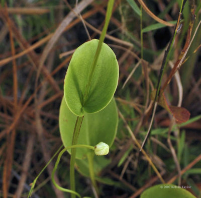 Parnassia caroliniana leaf