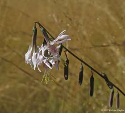 Prenanthes autumnalis