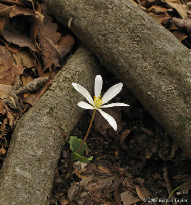 Bloodroot