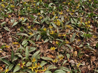 Trout lilies in mass bloom