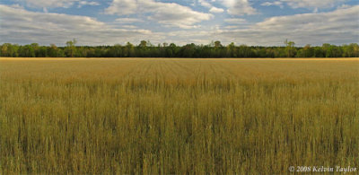 Golden Waves of Grain