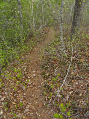 Trail along the ridge atop Moccasin Creek