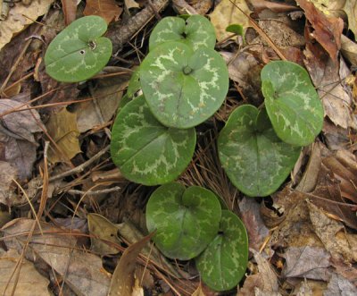 Hexastylis minor
