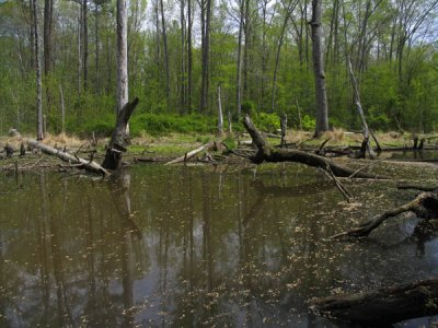Moccasin Creek