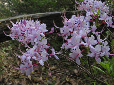 Rhododendron periclymenoides