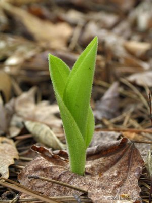 Cypripedium acaule