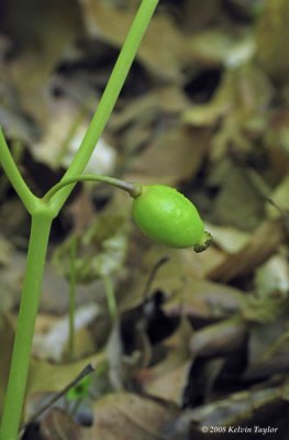 Podophyllum peltatum
