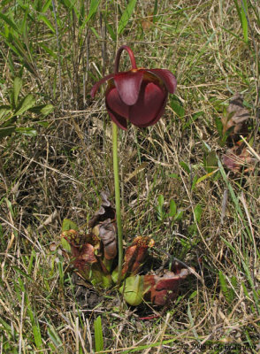 Sarracenia purpurea in flower