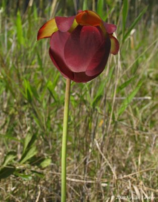 Sarracenia purpurea flower