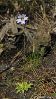 Pinguicula caerulea with flower