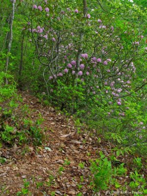 Bluff Trail over looking Moccasin Creek