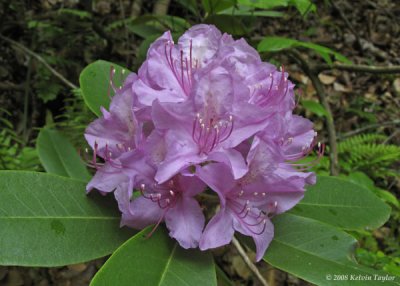 Rhododendron catawbiense