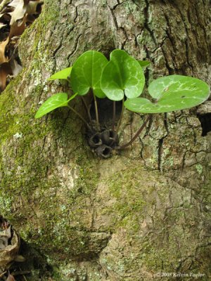 Hexastylis minor