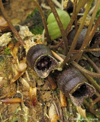 Hexastylis minor