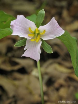 Trillium catesbaei