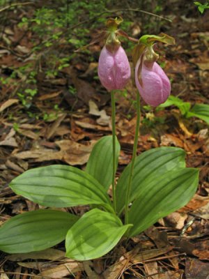 Cypripedium acaule