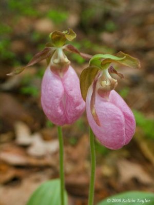 Cypripedium acaule