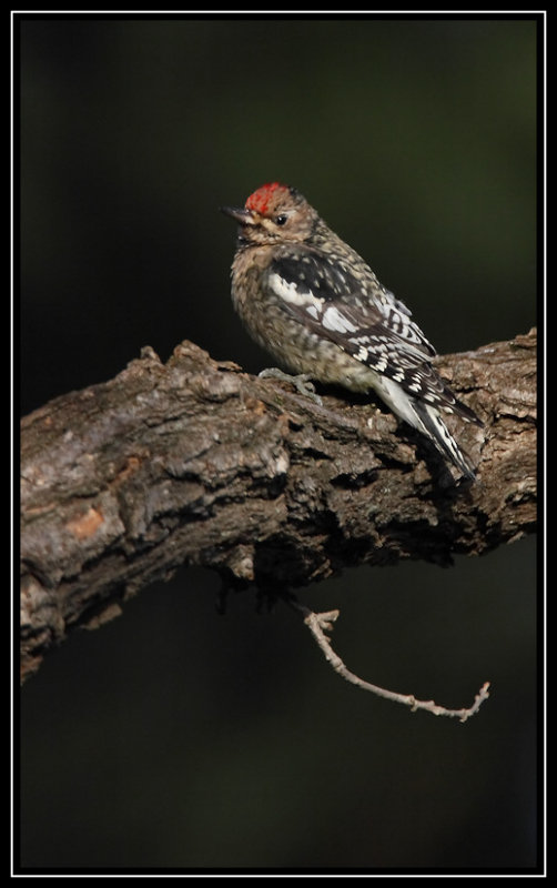 Yellow-bellied sapsucker (juvenile)