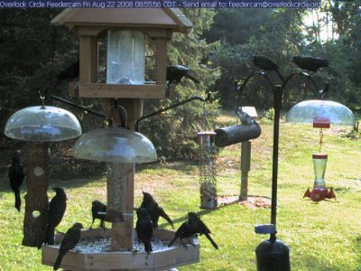 Overrun by grackles!