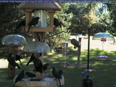 More grackles!