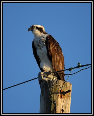 Osprey