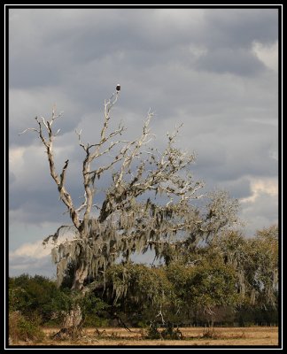 Bald eagle birdscape