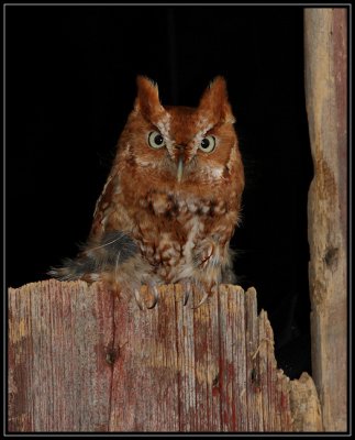 Eastern screech owl (captive)
