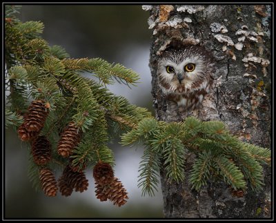 Northern Saw Whet Owl (captive)