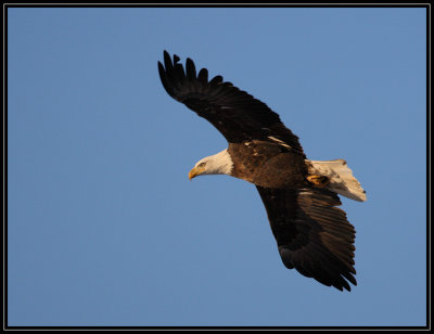 Bald eagle