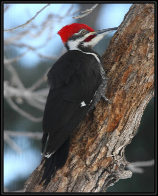 Pileated woodpecker