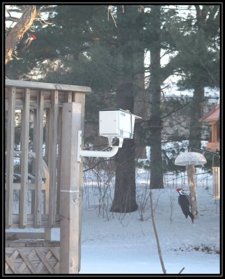 Pair of pileated woodpeckers