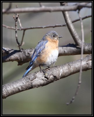 Female bluebird