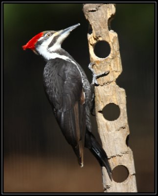 Female pileated woodpecker