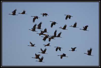 Crane group flying