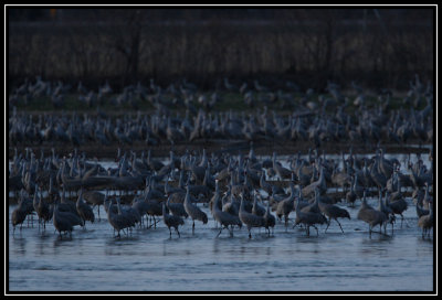 Cranes on the river