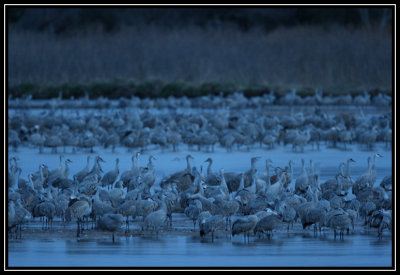 Early morning cranes