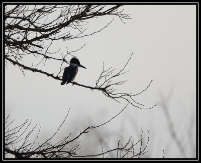 Belted kingfisher