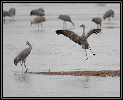 Crane dance