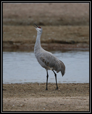 Single crane