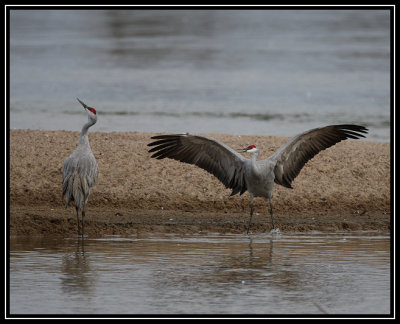 Crane dance