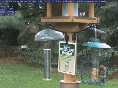 Rose breasted grosbeak