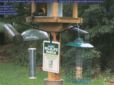 Yellow-headed blackbird