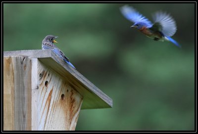 Eastern bluebird