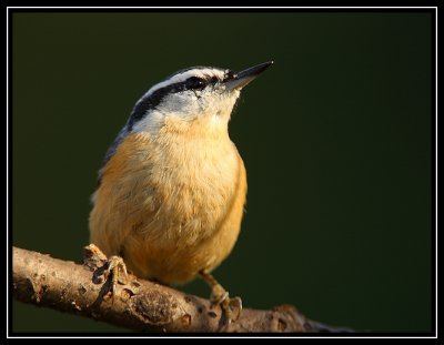 Red-breasted nuthatch (female)
