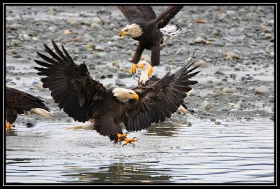 Bald eagles ©  Liz Stanley